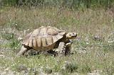 GEOCHELONE SULCATA 002